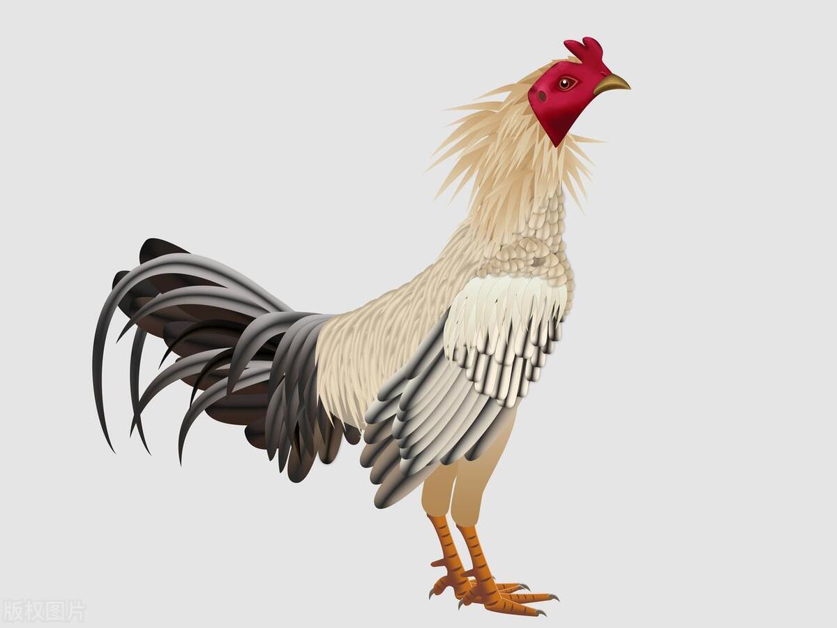 众志成城打一正确生肖，背后的坚韧与不屈