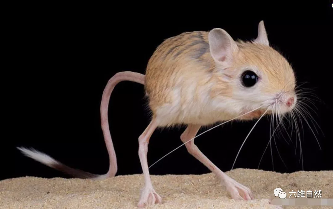 蝇头微利打一生肖动物，结论作答落实解释