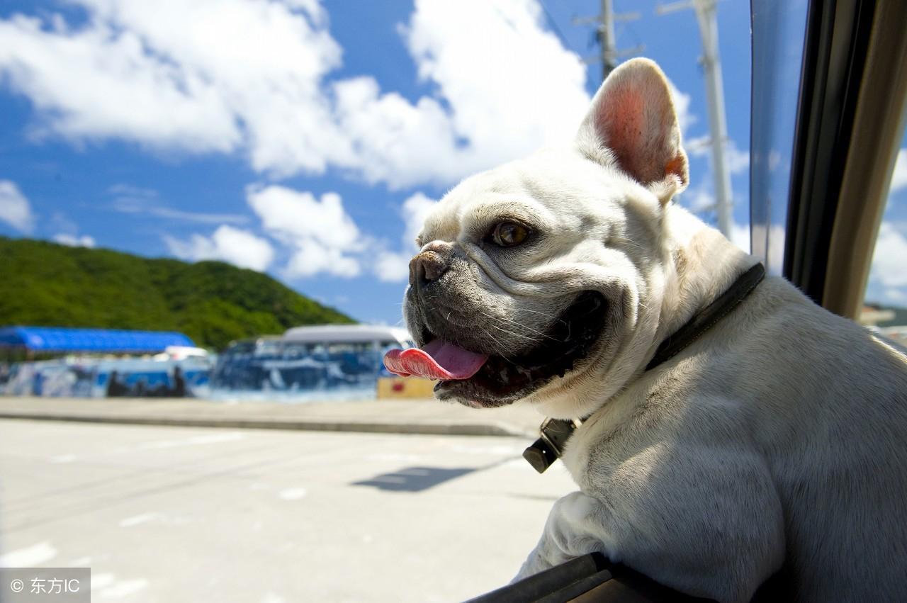 八难三灾与生肖之舞，探索和谐共生的智慧