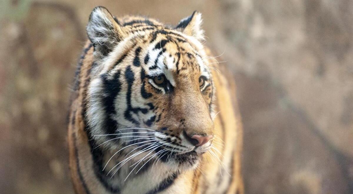 守字之谜，揭秘生肖中的守者