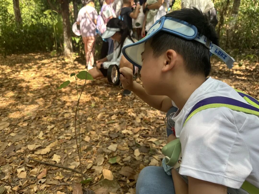 强者反已猜一动物，探寻自然界的奥秘与智慧