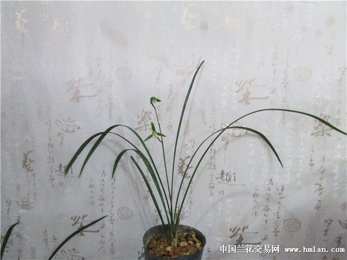 小家碧玉与生肖之谜，一场文化与智慧的深度探索