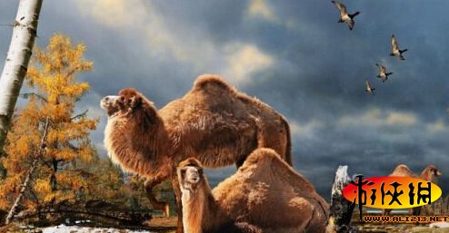 威风扫地，揭秘背后的动物谜团