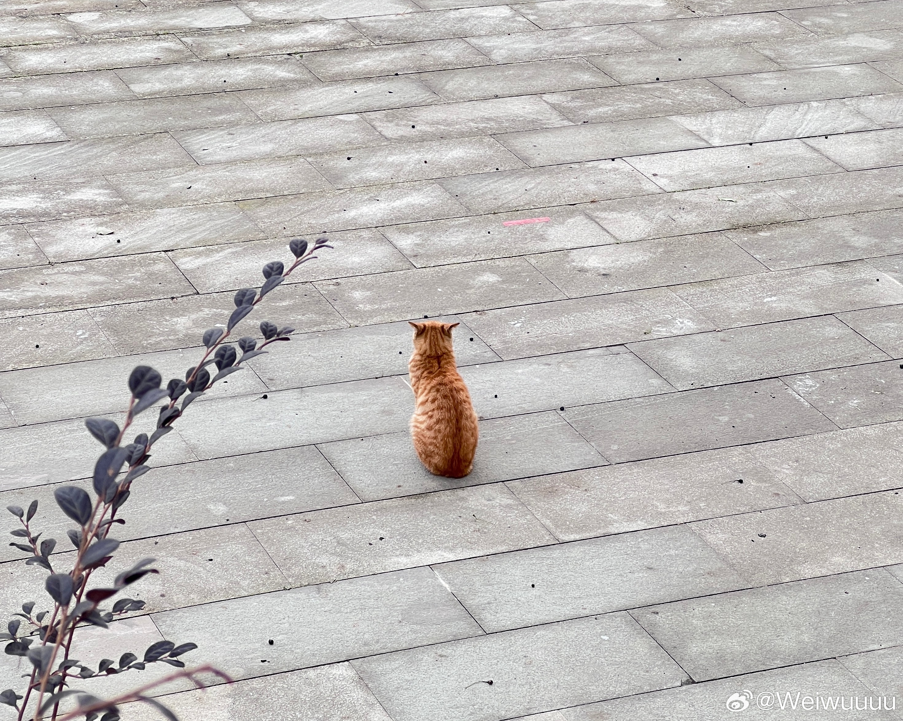 左顾右盼，生肖动物中的智慧与灵动