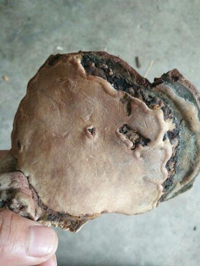 海枯石烂打一正确生肖，重点诠释解释落实