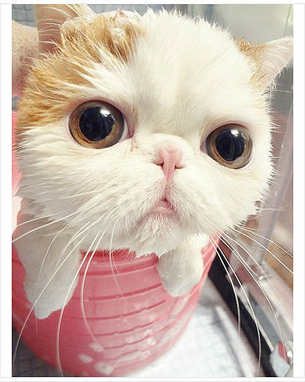 揭秘厚颜无耻背后的生肖玄机，探寻属相中的大脸猫