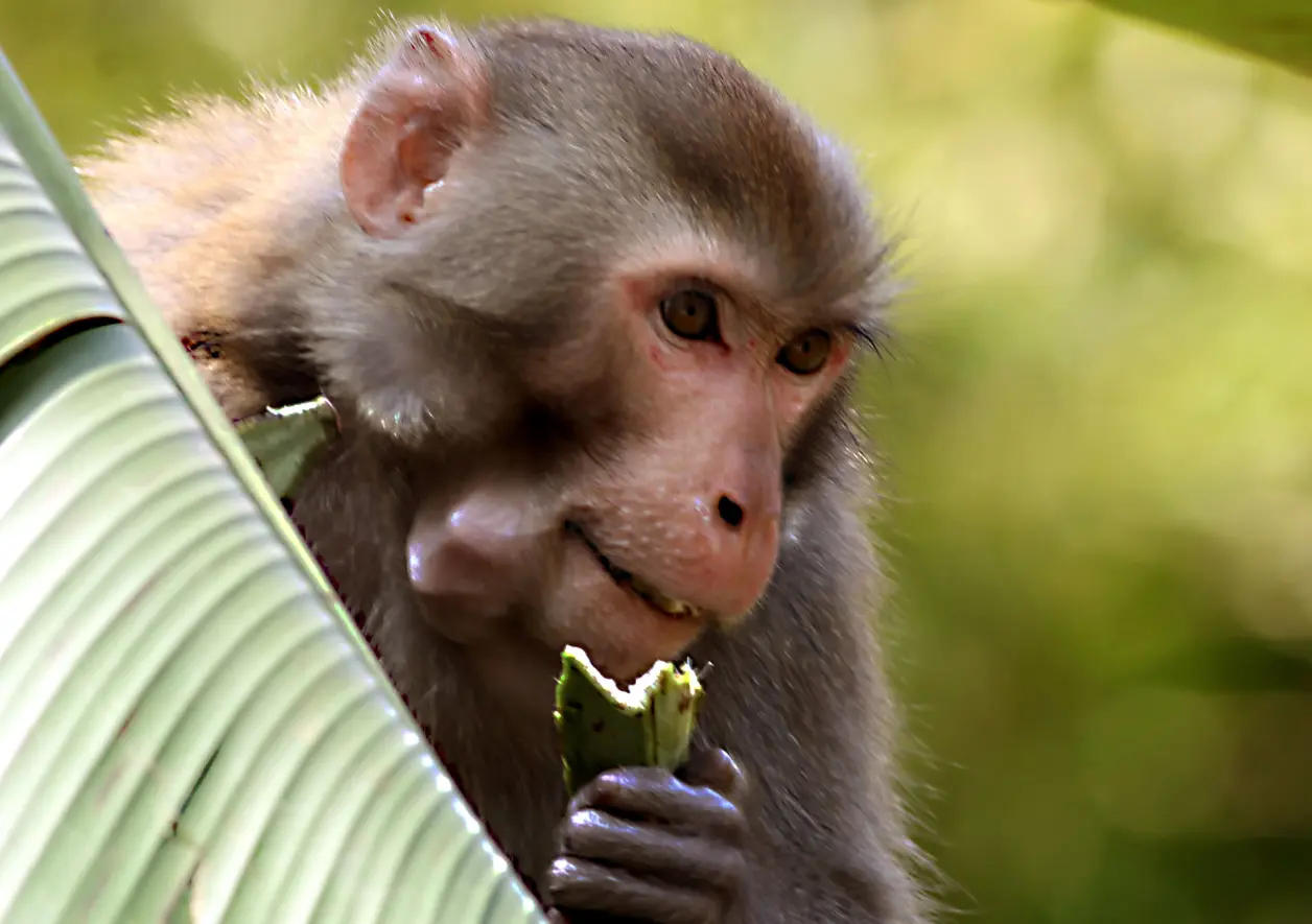 丢三落四与生肖动物的奇妙联系，揭秘猴的独特性格