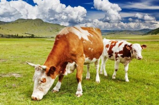 甘之如饴，生肖牛的独特魅力