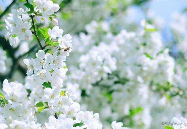 姹紫嫣红映生肖，社会进步与文化解析的绚烂篇章