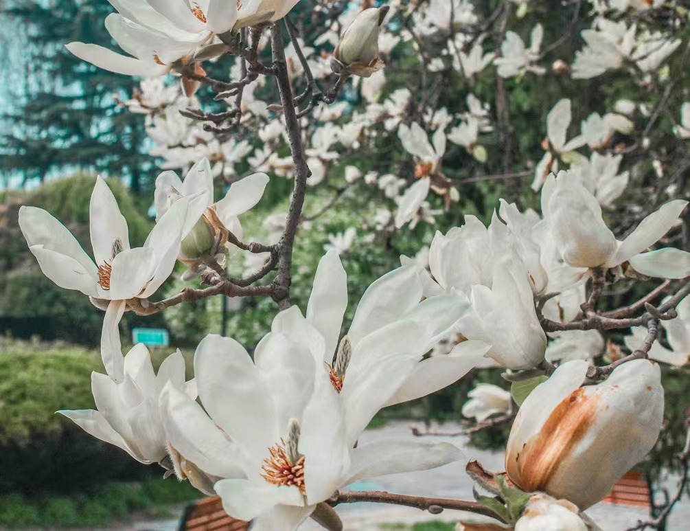 探寻长须奴野菜时挑猜背后的生肖之谜