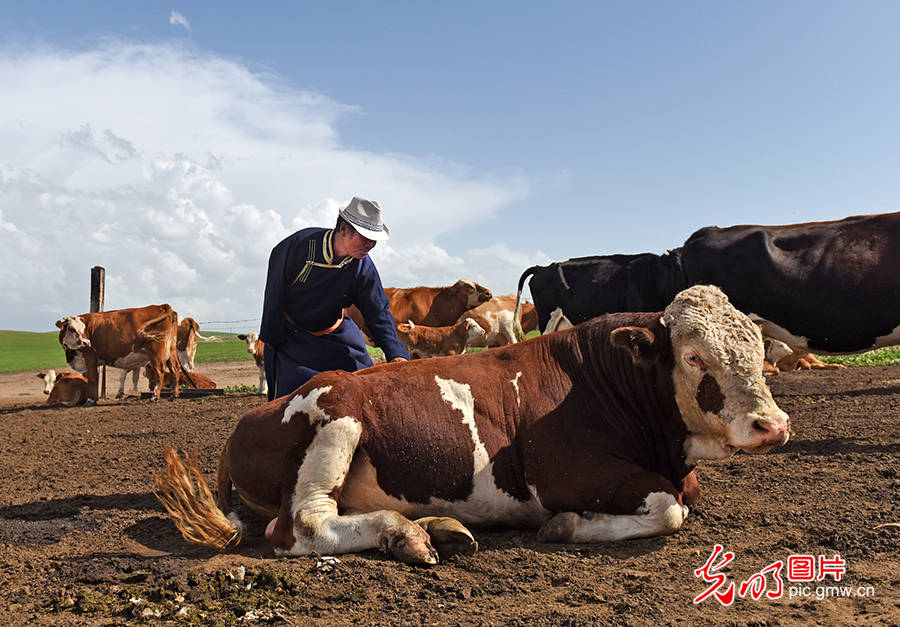 羊的对冲生肖与现代生活启示录