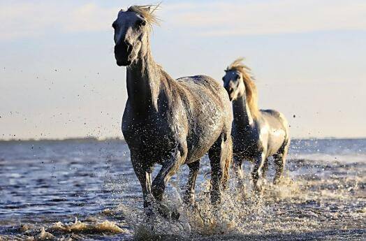 马要如何过河—解密生肖之谜，传递友爱精神