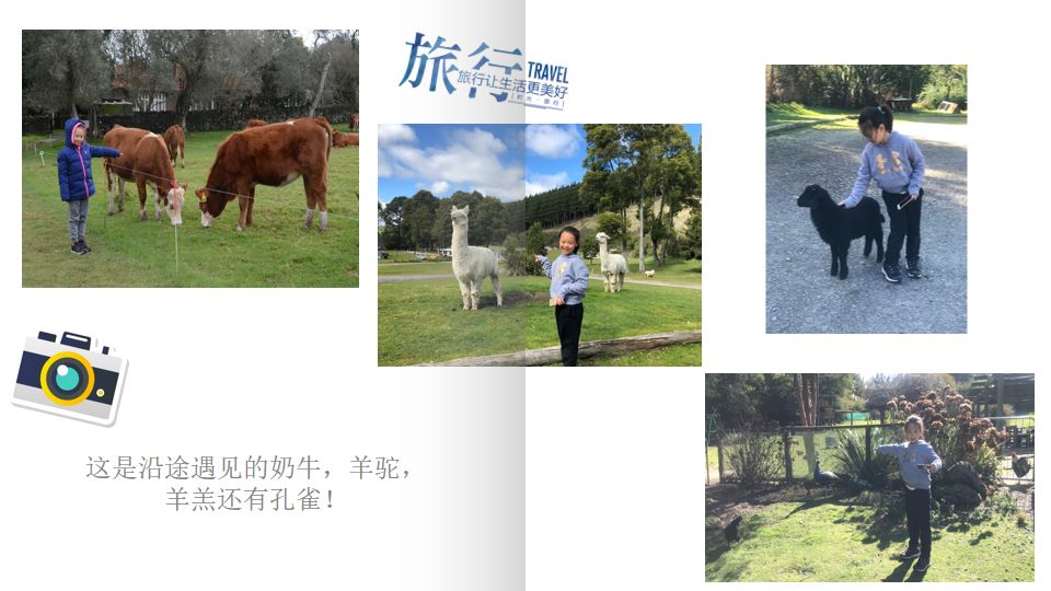 名人星座与生肖的奇妙对照，积极启示与人生智慧