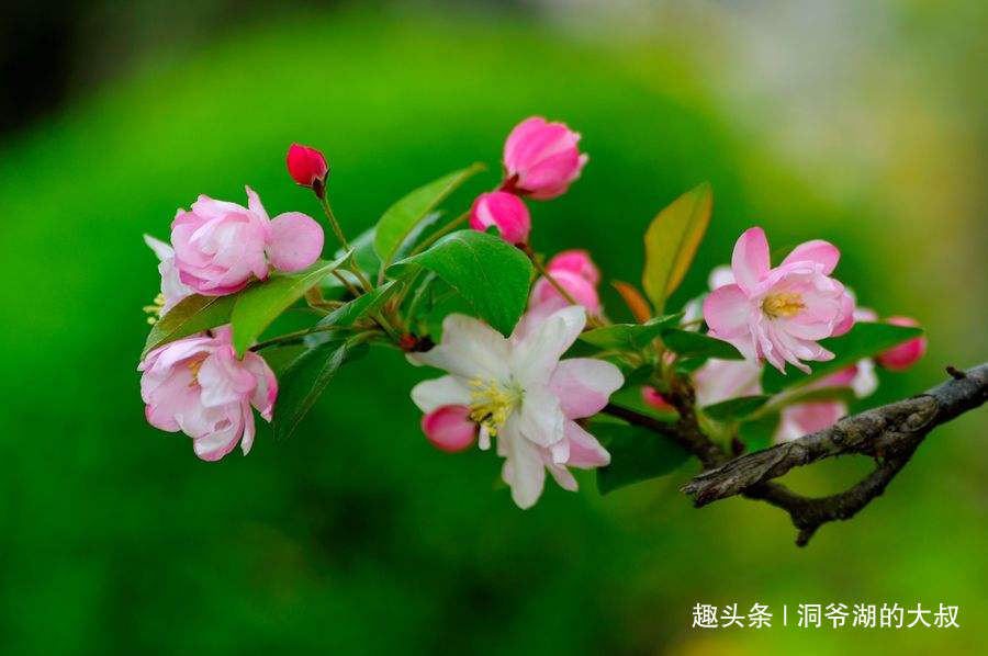 赏花分明铁无私打一正确生肖，揭秘如何选择并落实正确的