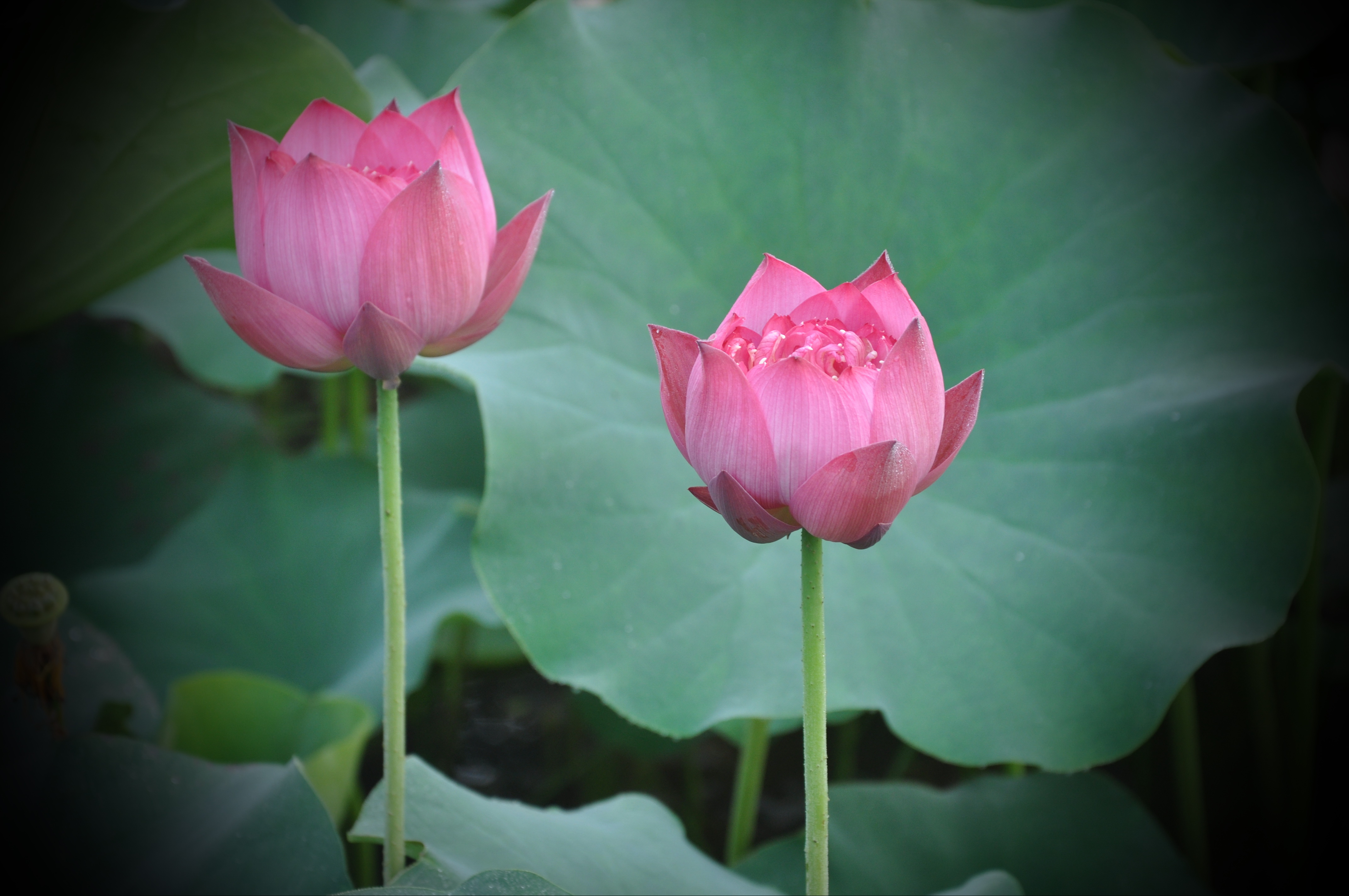 亭亭玉立，探寻生肖之谜与网络解释的真相