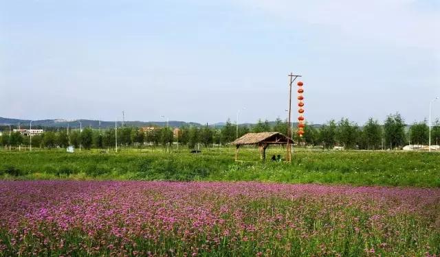 梅花鹿代表什么生肖，谁来落实解答？
