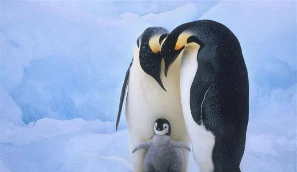 大智大勇猜一动物，理想作答与落实行动的智慧之旅