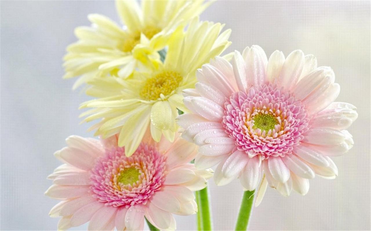 三心二意开过猜一生肖，友爱作答落实解释