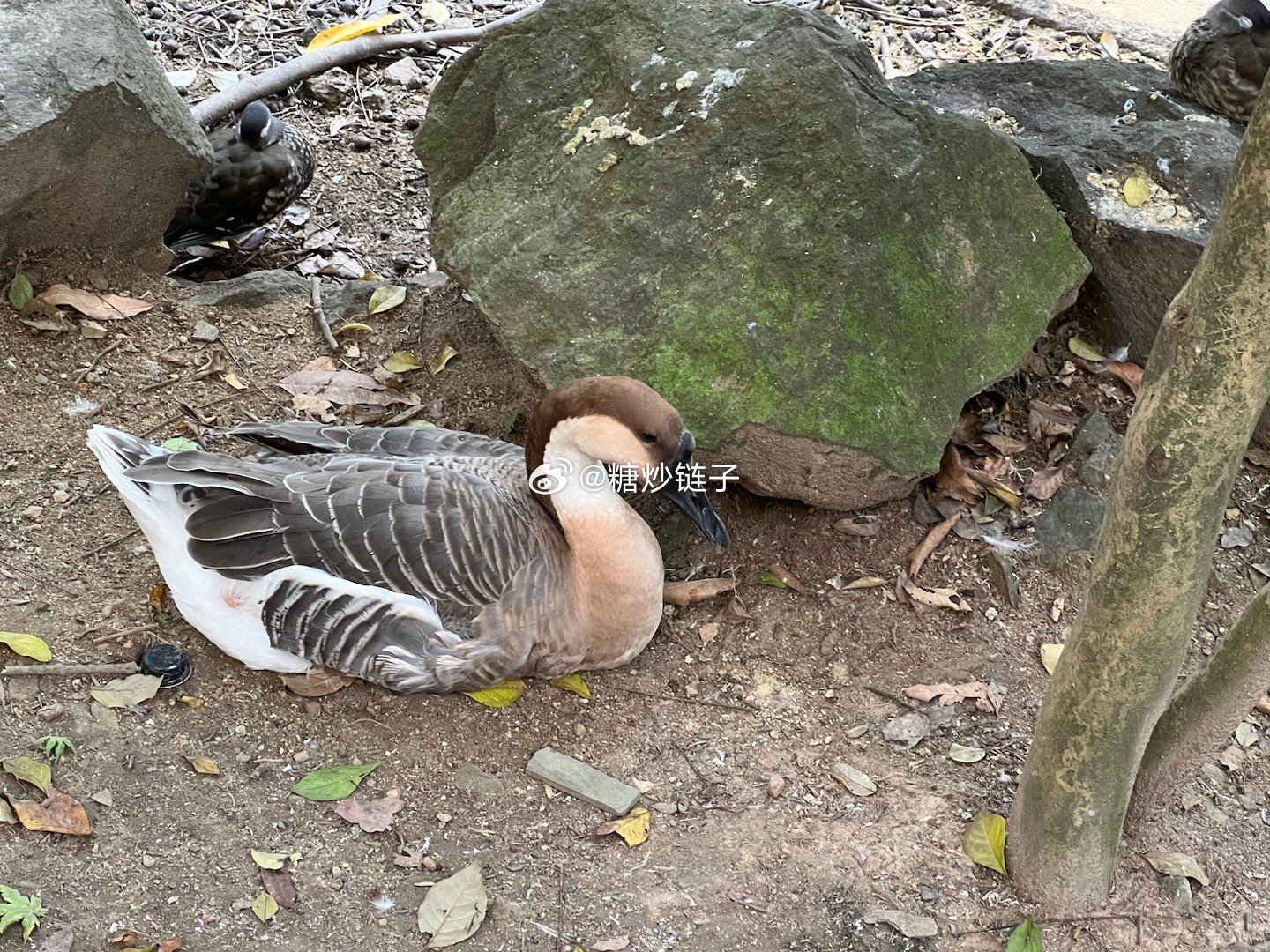 点滴归公猜一动物，非凡解释落实