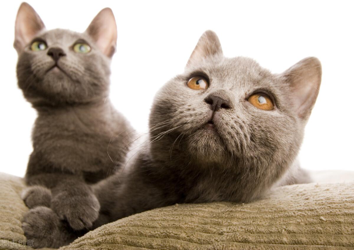 老鼠过街打一生肖，最新解释与落实