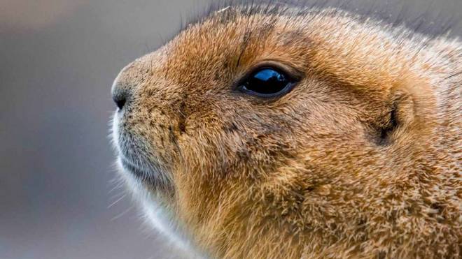 贼眉鼠眼，揭秘生肖背后的文化寓意