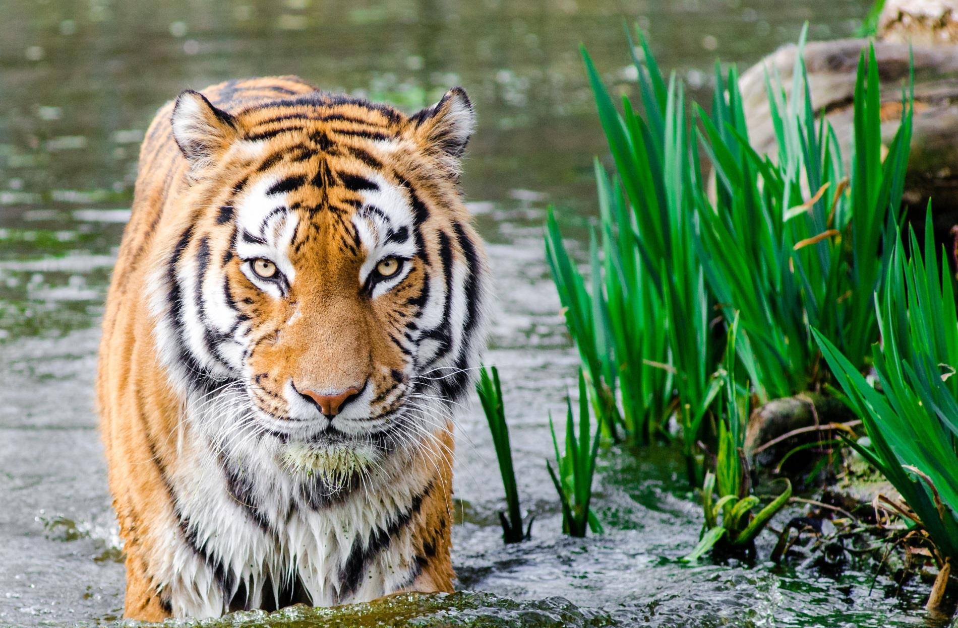 说长道短打一生肖动物，的故事与寓意