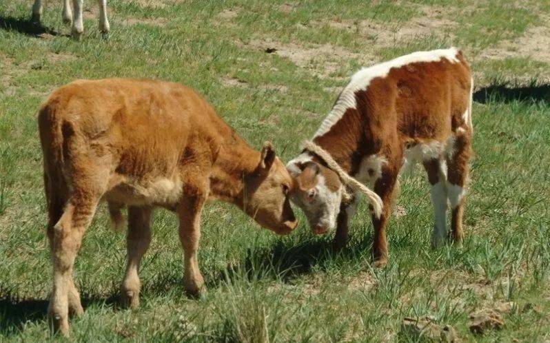 羊冲牛，生肖相冲的奥秘与文化解读