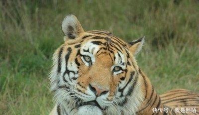 胆大包天打一生肖，的精准解答与落实精神