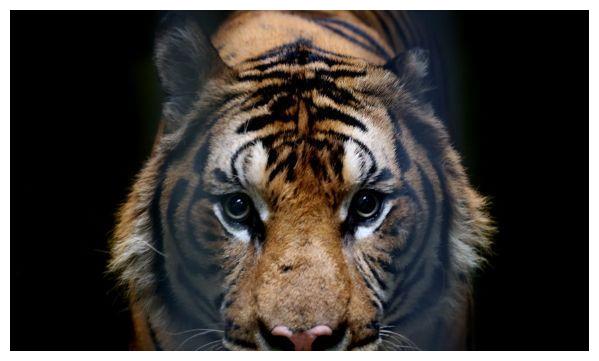 鸡犬不宁猜一生肖，揭秘如何选择并落实正确的