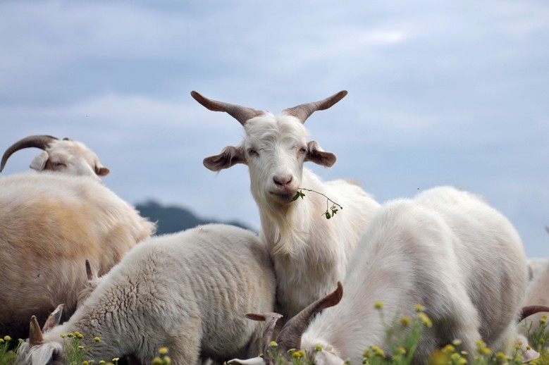 和合双全，生肖中的和谐使者—羊