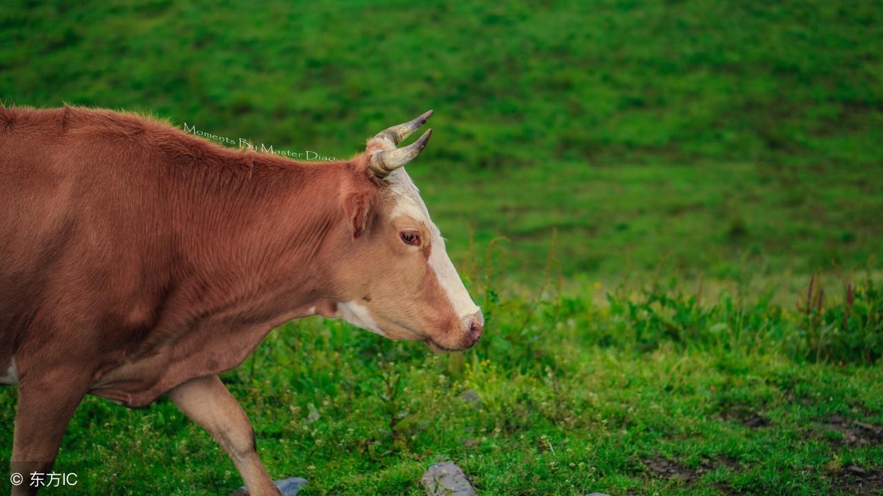 忠厚善良的生肖，属牛人的独特魅力与人生智慧