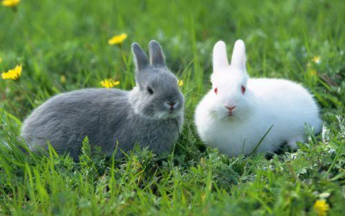 揭秘吃软不吃硬的生肖，属兔人的独特性格解析