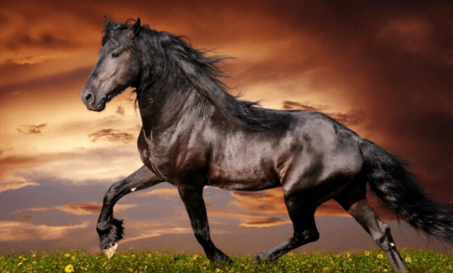 马到成功，生肖之谜与积极转变的智慧