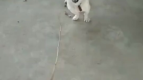 筋疲力尽猜一动物，民意调查与科学解释的奇妙融合