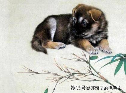 帮狗吃食打一正确生肖，激励作答落实解释