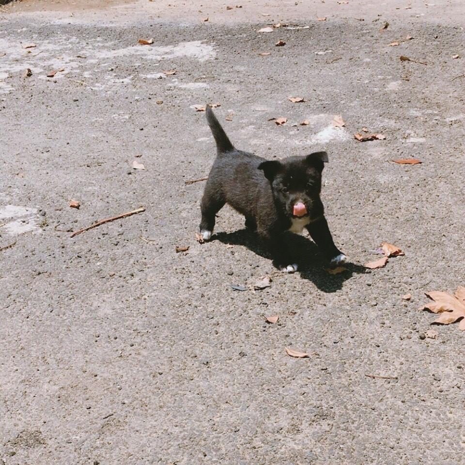 善良的动物，生肖之兔的温馨解析与文化解答