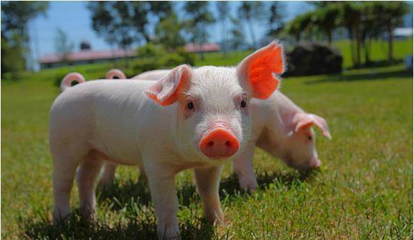 猪与哪些生肖配对最为相宜，解析与探讨