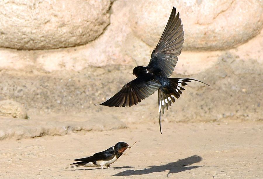 探秘如沐春风背后的动物奥秘，揭秘春之使者—燕子
