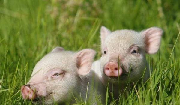 猪与什么生肖相合，探寻生肖文化中的和谐共生