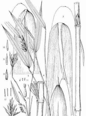 弓箭与生肖，精准解答与落实精神的完美结合