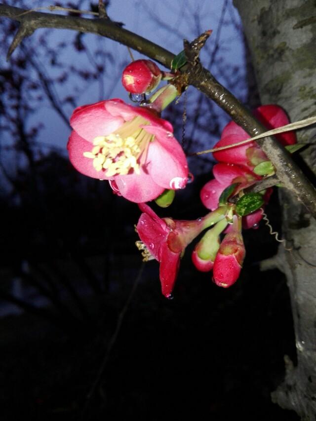 草木逢春，揭秘生肖之谜