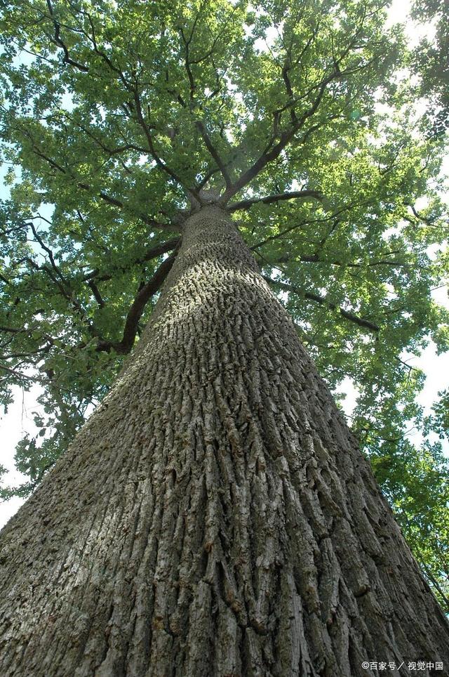 参天大树前人栽猜一动物，的故事与寓意