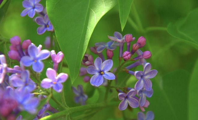 满脸生花是是指什么生肖，正确解释与落实