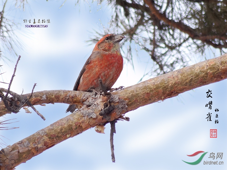 披红挂彩是什么生肖，无限解释落实