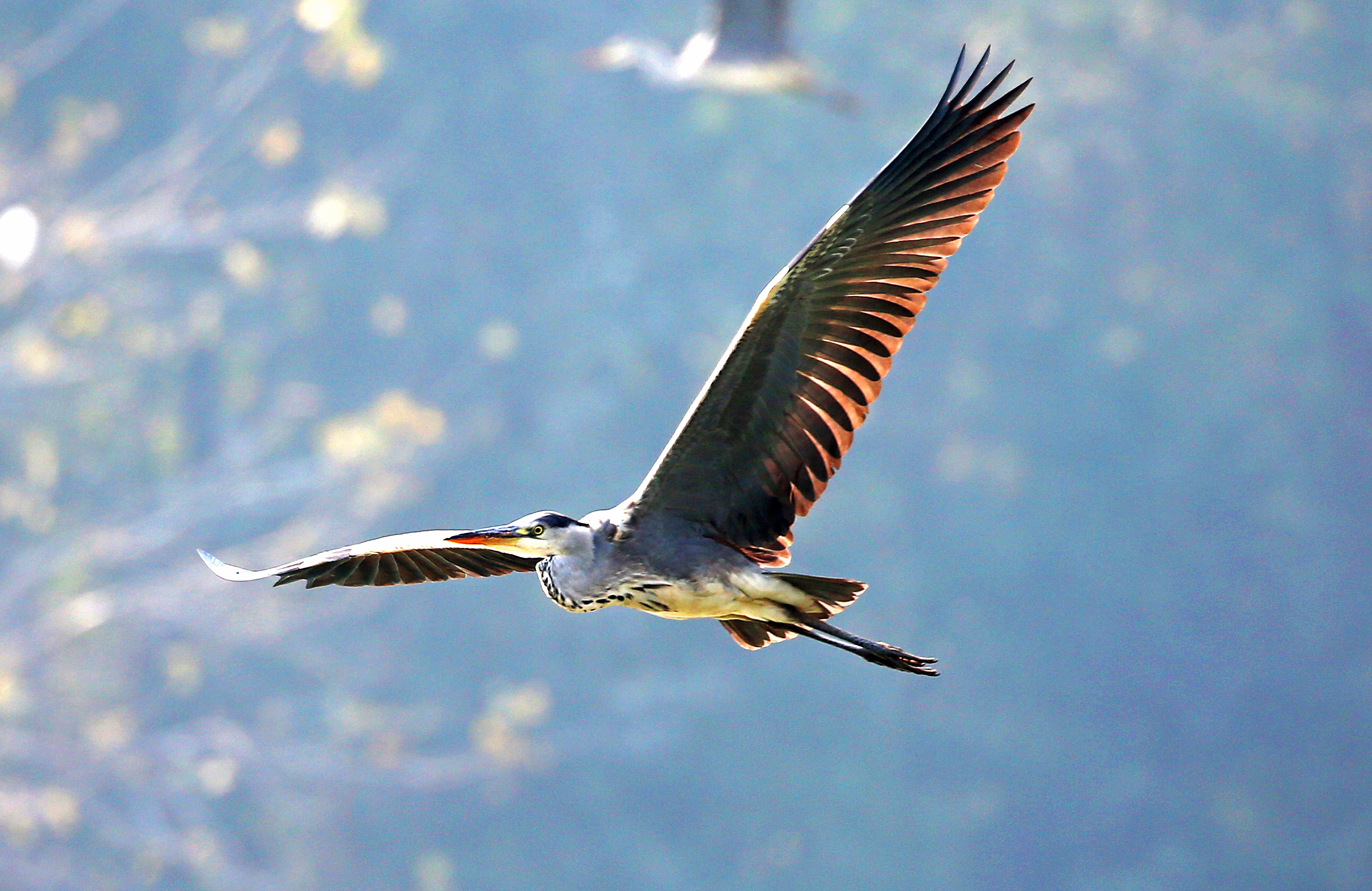 飞黄腾达，探寻动物界的飞跃奇迹