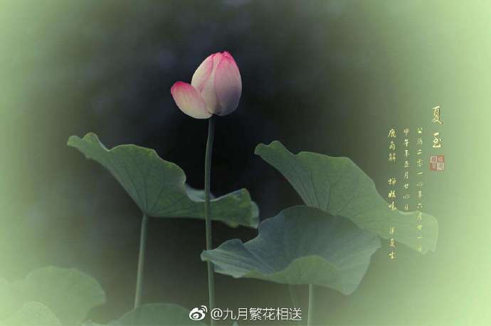 秋声正浓，八月九里藏玄机—揭秘生肖之谜