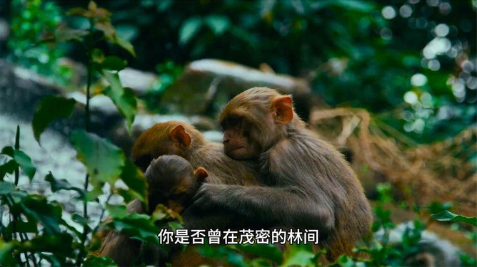 十二生肖中的三头六臂，揭秘猴子的奇妙寓意