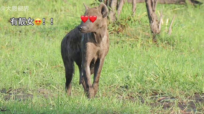 弱肉强食是指什么生肖，时代解释落实