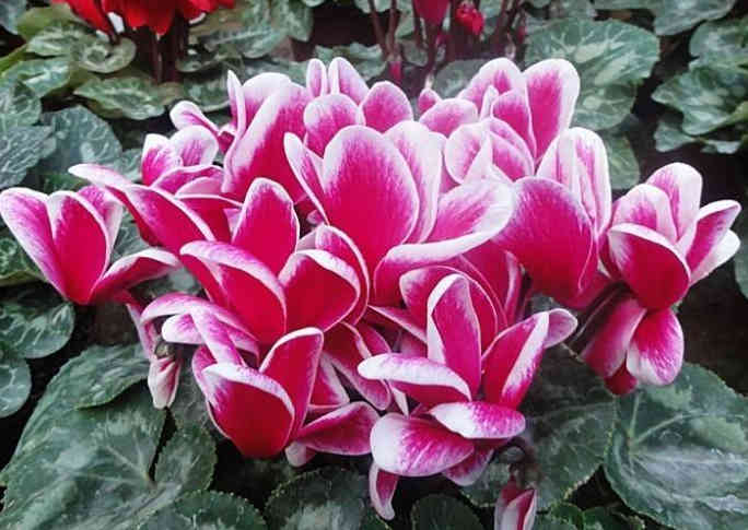 十二生肖与花语，探寻属相背后的花之密码