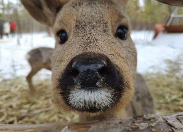 缄舌闭口猜一动物，词语的深层释义与文化解读
